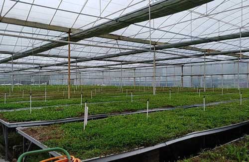 中藥材種植過程中如何掌握合適的采收季節(jié)