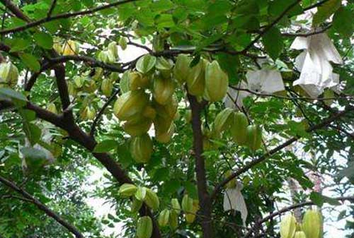 楊桃種植和管理需要哪些技術？北方溫室栽培楊桃方法介紹