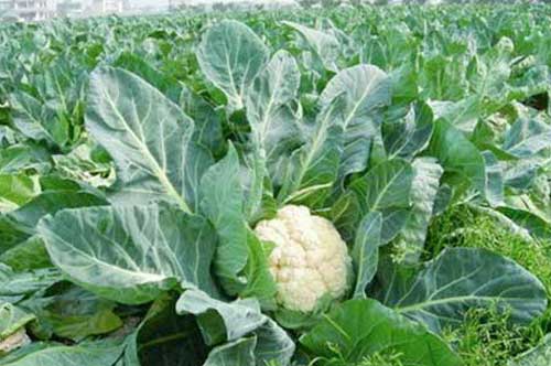 早花菜（花椰菜）抗熱豐產栽培法