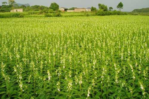 怎樣種植芝麻？芝麻種植過程中需要注意哪些技術問題？