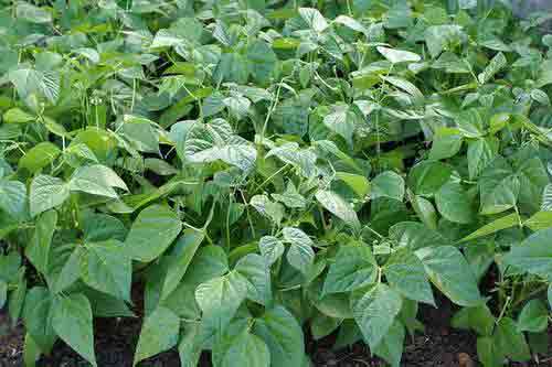 矮桿四季豆種植與管理需要注意哪些問題