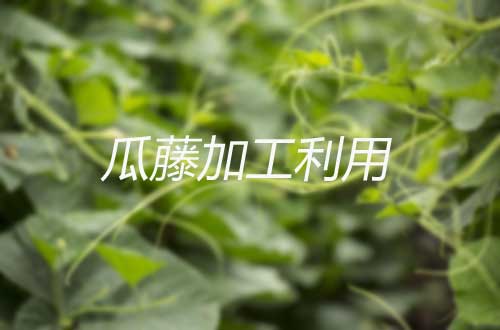 瓜藤加工利用和楓香葉防治稻瘟病、胡麻葉斑病方法