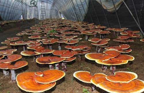靈芝的人工栽培——仿野生靈芝栽培方法