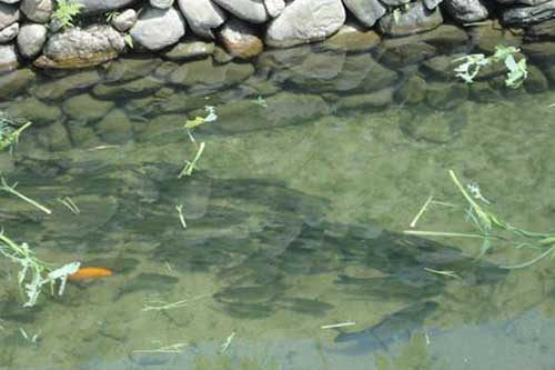 流水養魚技術——采用流水方式養魚有哪些優點