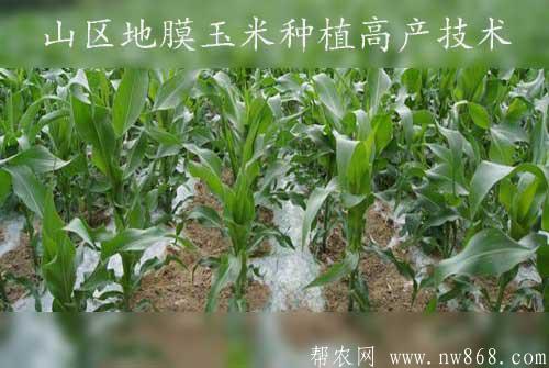 玉米種植經驗——旱寒山區地膜玉米種植高產技術