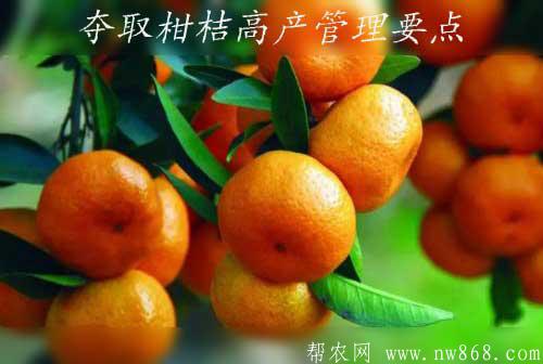 柑桔種植經驗——奪取柑桔高產管理要點