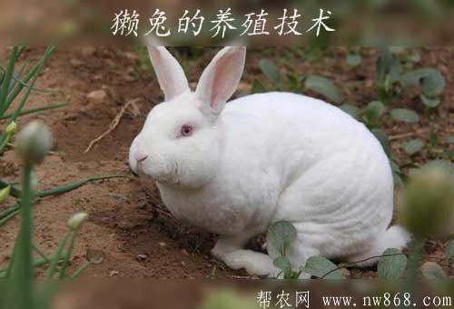 獺兔的養(yǎng)殖技術|飼養(yǎng)獺兔的七個關鍵工作