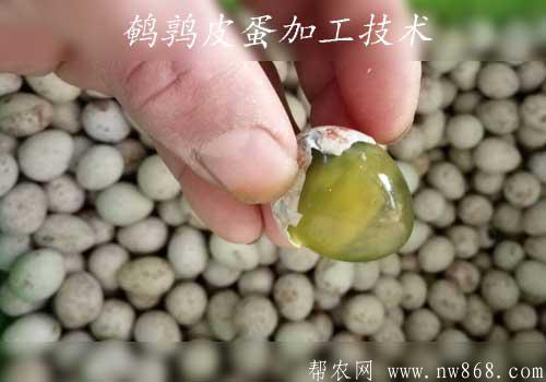 介紹一種皮蛋的做法——鵪鶉皮蛋加工技術(shù)