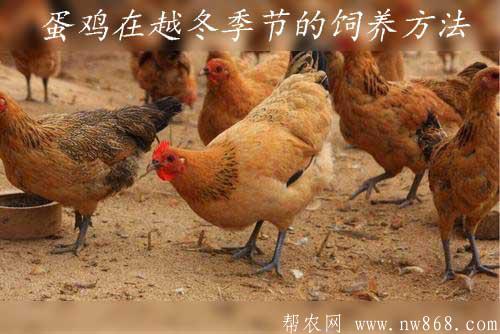 蛋雞養(yǎng)殖經(jīng)驗(yàn)——蛋雞在越冬季節(jié)的飼養(yǎng)方法