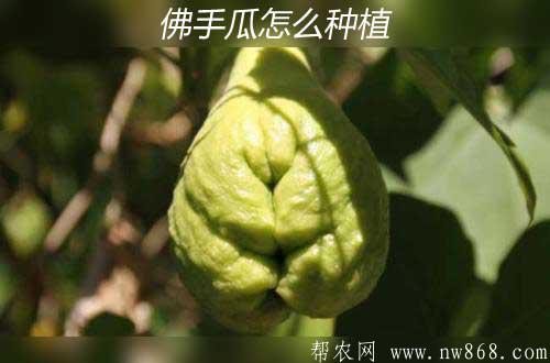 佛手瓜種植|佛手瓜繁殖|佛手瓜栽培過程