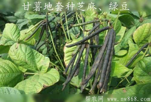 種植經驗：甘薯地套種芝麻、綠豆經濟效益好