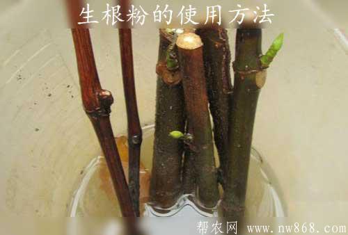 生根粉的使用方法——ABT生根粉