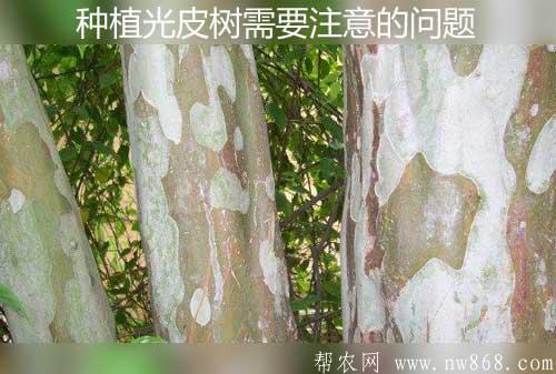 種植光皮樹需要注意的一些問題