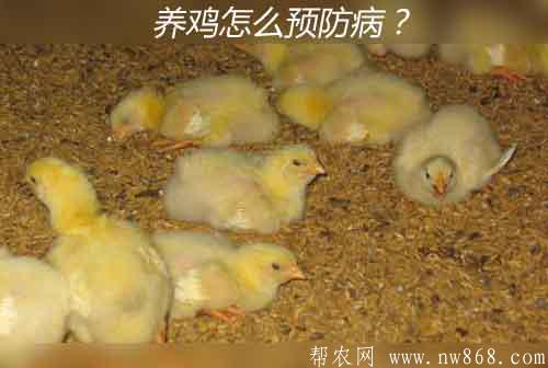 小雞癱瘓病、軟骨病及脫腱癥治療方法