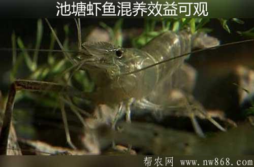 養(yǎng)殖經(jīng)驗(yàn)——池塘蝦魚混養(yǎng)效益可觀