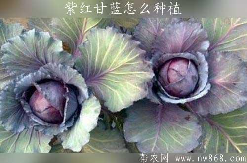 紫紅甘藍(lán)怎么種植|紫甘藍(lán)怎么做好吃