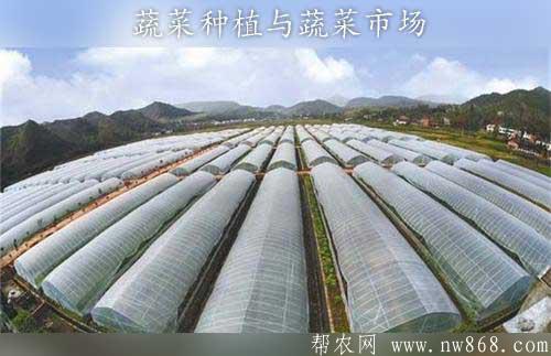 蔬菜種植應該根據蔬菜市場來定位發展趨勢