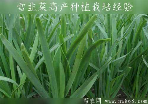 雪韭菜高產種植栽培經驗
