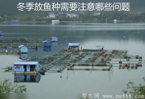 淡水養魚技術——冬季放魚種需要注意哪些問題