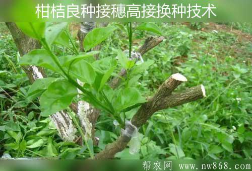柑桔高產(chǎn)經(jīng)驗(yàn)：柑桔良種接穗高接換種技術(shù)