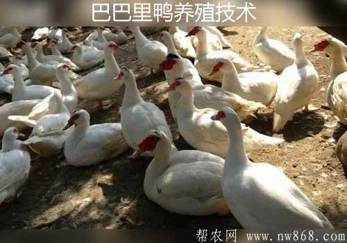 巴巴里鴨商品特點及巴巴里鴨養殖技術