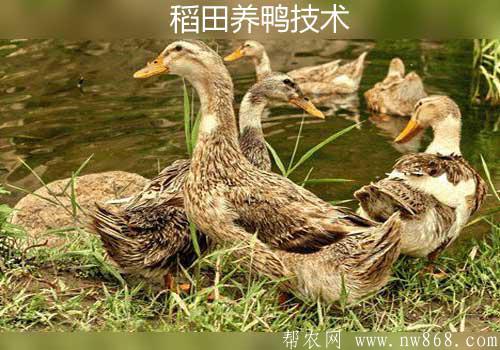 稻田養鴨技術——圍欄露宿養鴨效果好