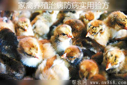 家禽養(yǎng)殖治病防病實(shí)用驗(yàn)方