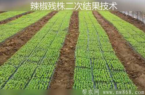 辣椒種植經(jīng)驗(yàn)——辣椒殘株二次結(jié)果技術(shù)