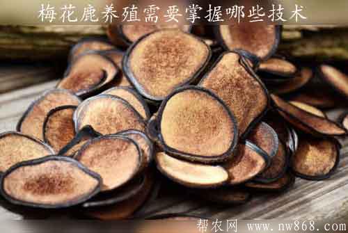 鹿茸的功效與作用有哪些|梅花鹿養殖需要掌握哪些技術