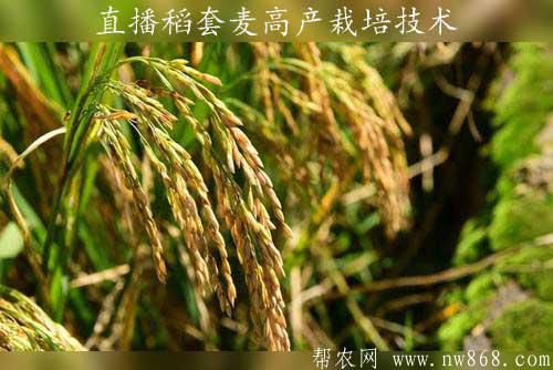 直播稻套種小麥高產栽培技術