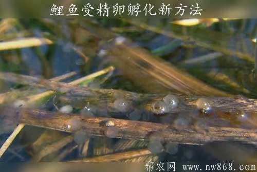 提高鯉魚受精卵孵化成功率的新方法