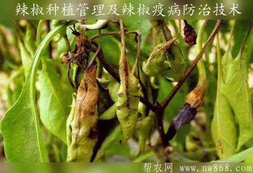 辣椒種植管理及辣椒疫病防治技術(shù)
