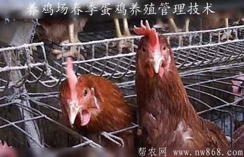 養(yǎng)雞場春季蛋雞養(yǎng)殖管理技術(shù)