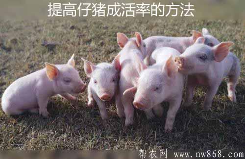 養豬技術和經驗——提高仔豬成活率的方法
