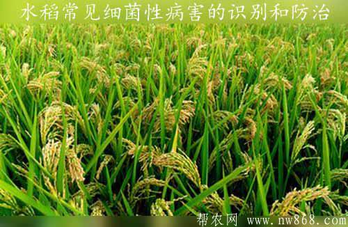 水稻種植與防病：水稻常見細菌性病害的識別和防治