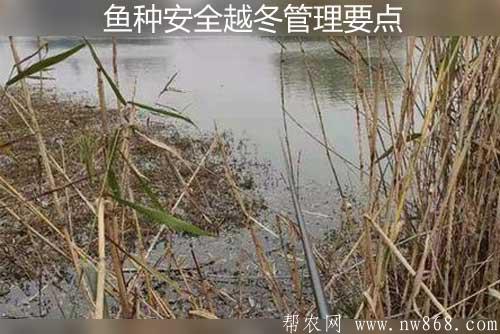 池塘養魚技術——魚種安全越冬管理要點
