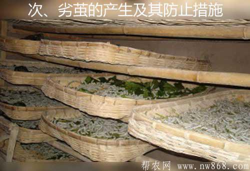 養蠶技術——次、劣繭的產生及其防止措施