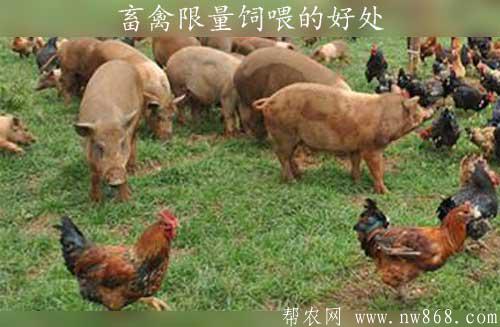 畜禽限量飼喂的好處|雞鴨鵝為什么不能混養