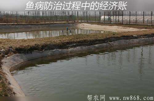 養魚技術——魚病防治過程中的經濟賬