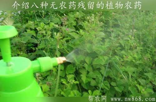 介紹八種無農藥殘留的植物農藥