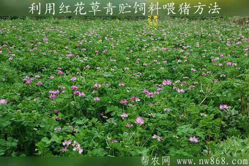利用紅花草青貯飼料喂豬方法
