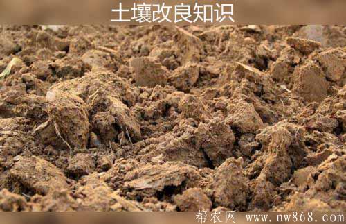 土壤改良知識——秧田的輪換和改良