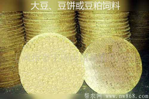 利用大豆、豆餅或豆粕做飼料喂畜禽需要注意哪些問題