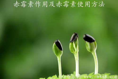 赤霉素的作用及赤霉素的使用方法