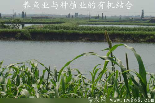 養魚業與種植業的有機結合——種草養魚