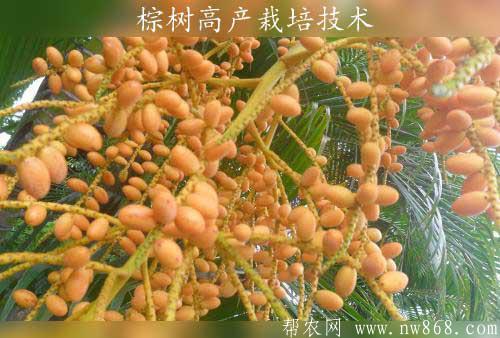 棕樹籽功效與作用|棕樹高產栽培技術