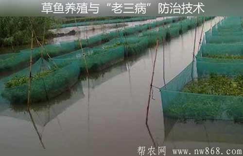 草魚養殖與“老三病”防治技術
