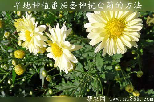 旱地?種植番茄?套種?杭白菊的方法