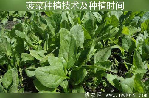 高溫季節(jié)菠菜種植技術(shù)及種植時(shí)間要點(diǎn)