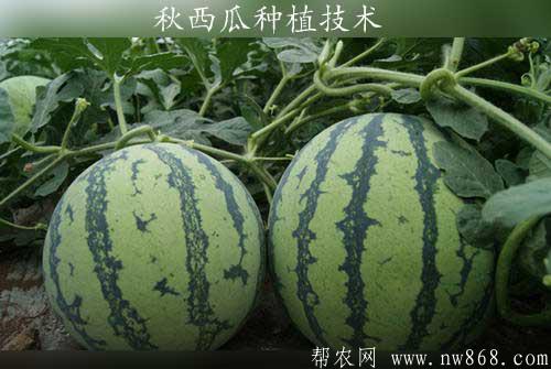 秋西瓜種植技術|秋西瓜種植方法|秋西瓜種植時間